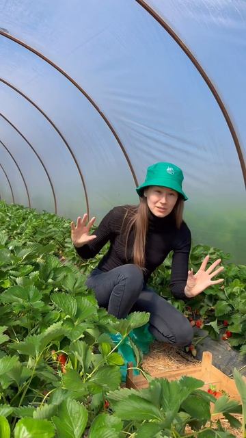 Почему в 2025 году подорожала клубника: объясняет фермер из Краснодарского края