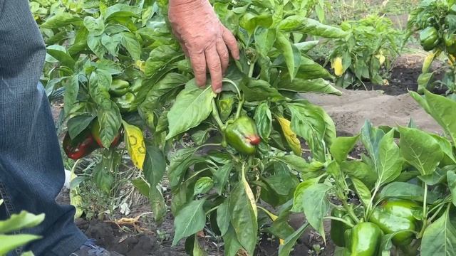 Чи можна збирати насіння з гібриду перцю. Що виросте?