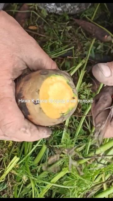 Как обрезать морковь для хранения чтобы не росла в погребе @gardeninghome #огород #дача #морковь