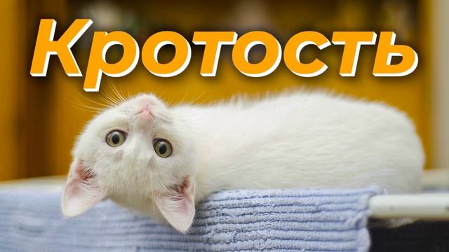 Кротость - Василий Савич. Христианские проповеди