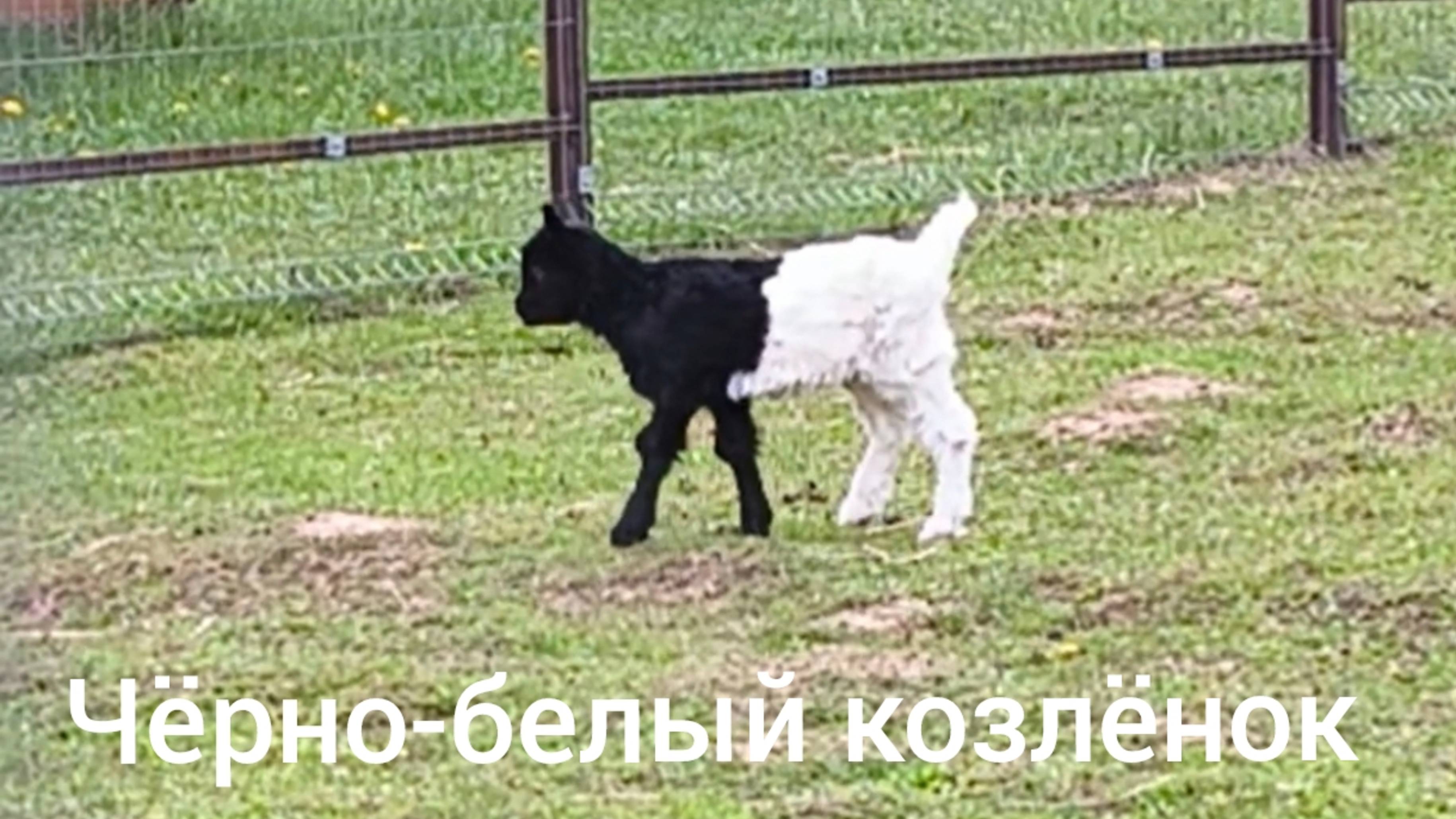 Козлëнок чёрно-белый. Такого вы ещё не видели, он очень необычный
