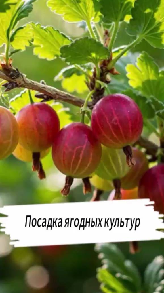 Посадка ягодных культур весной - как посадить крыжовник #крыжовник #малина