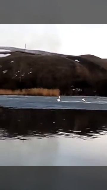 Лебити на льду