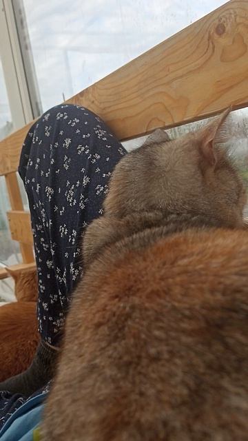 Кошки отдыхают со мной.