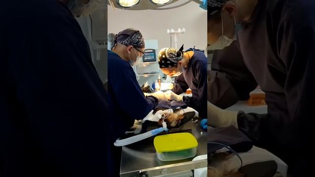 Хирургическое лечение медиального вывиха коленной чашечки собаки