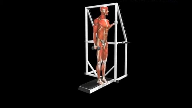 Перекаты с пятки на носок с гантелью Calves Reverse calf raise Dumbbe