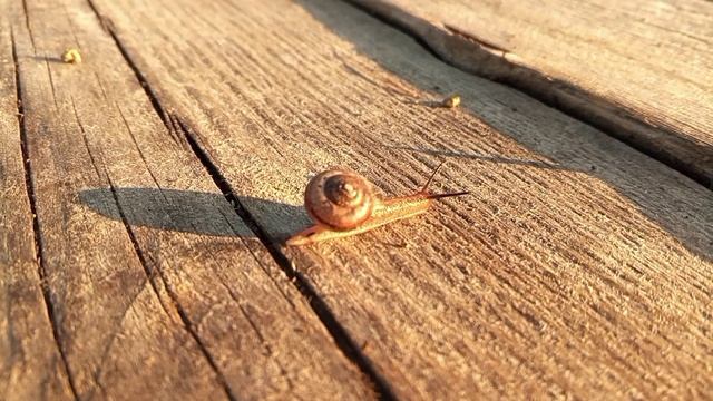 Улитка 🐌🐌🐌 ползет . Спокойствие .