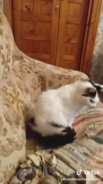 Как кошка с собакой... Это про них...)))