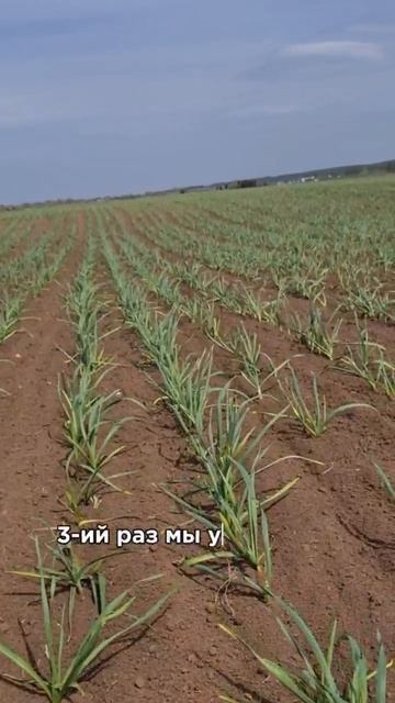 ПРОВОДИМ ШТРИГЕЛЬНОЕ БОРОНОВАНИЕ ЧЕСНОКА 🔥 АгроИнвестРФ Выращивание чеснока май 2025