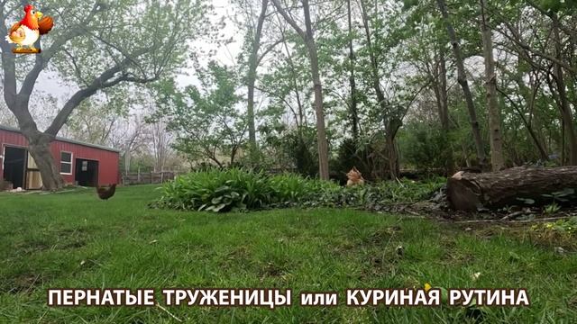 Куры несушки свободного выгула и их обычная куриная рутина – эпизод (310)