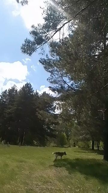 VID_20250514_114817.mp4