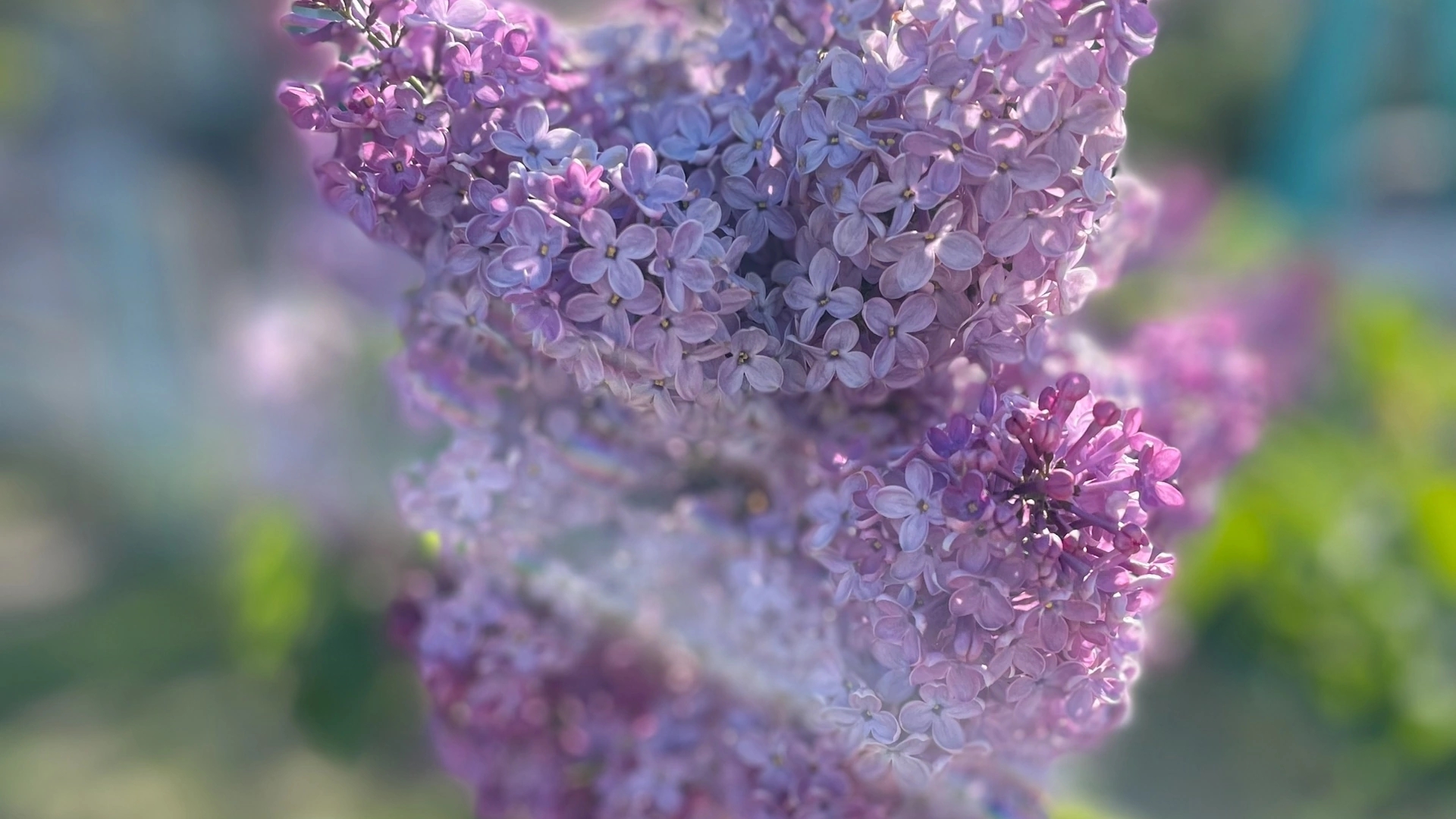 Живой процесс алмазной мозайки/Канарейки в цветах