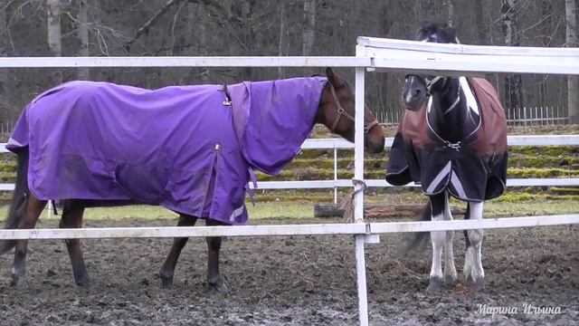 Как выглядит конь в пальто. What does a horse look like in a coat.
