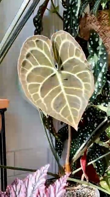 РОСТ ЛИСТИКА В УСКОРЕННОЙ СЪЁМКЕ