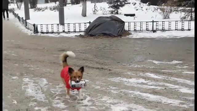 Санітар міста Канів
