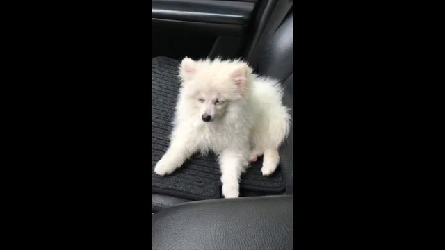 Шпиц засыпает german spitz