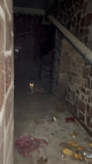 Новости по кошечке
У нас с соседкой почти получилось ее словить, но она ускользнула в последний моме