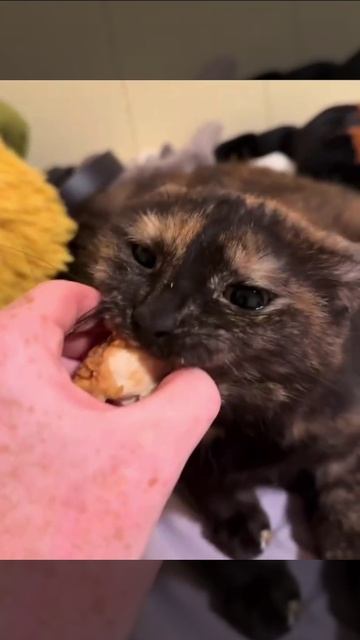 Какой наглый котяра!
