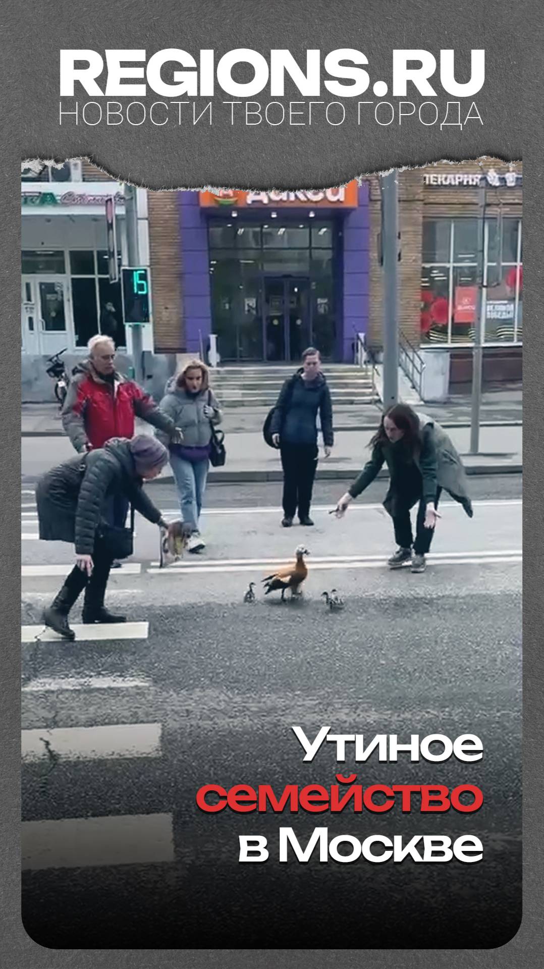 Утиное семейство в Москве