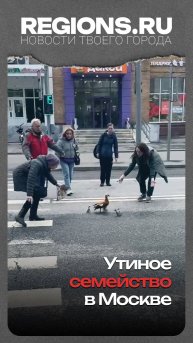 Утиное семейство в Москве