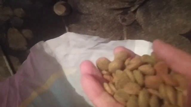 Корм для моїх собак.