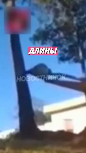 Новостничок (108)