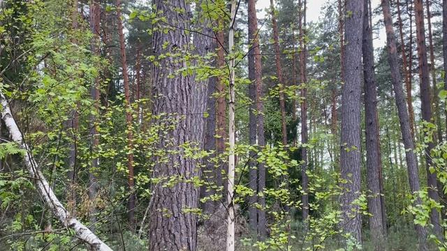 Сила жизни 16-05-2025