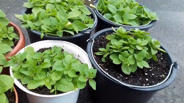 СКОЛЬКО КУСТИКОВ  ПЕТУНИИ НАДО САЖАТЬ В ОДИН ГОРШОК.КАКОЙ ОБЪЁМ ГОРШКА И ПРАВИЛА ВЫРАЩИВАНИЯ.