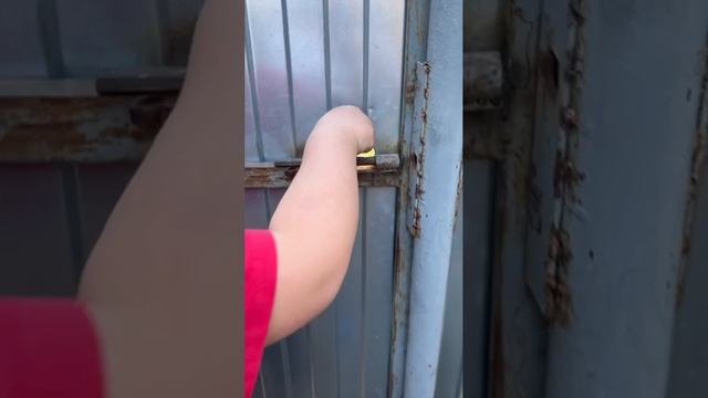 Посадка клематиса