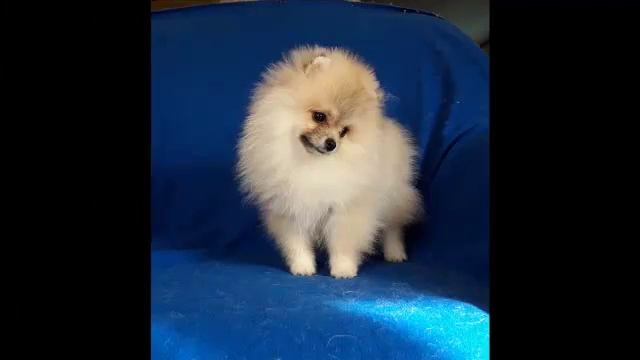 фильм Любимка