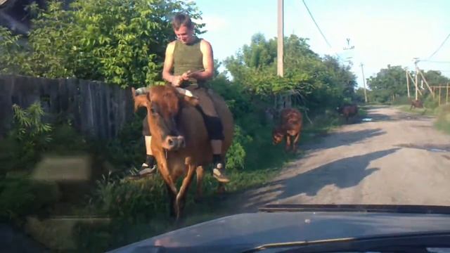 Ганс на корове)))