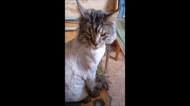 Кот. Кос