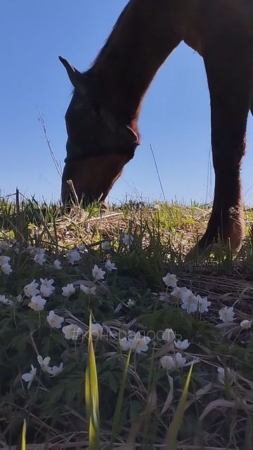 Подснежники и лошадь