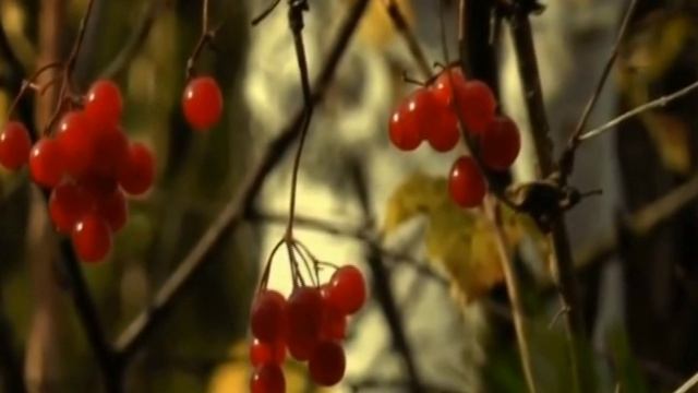 38. Октяб. поэты  Э.Ананенкова Странная любовь