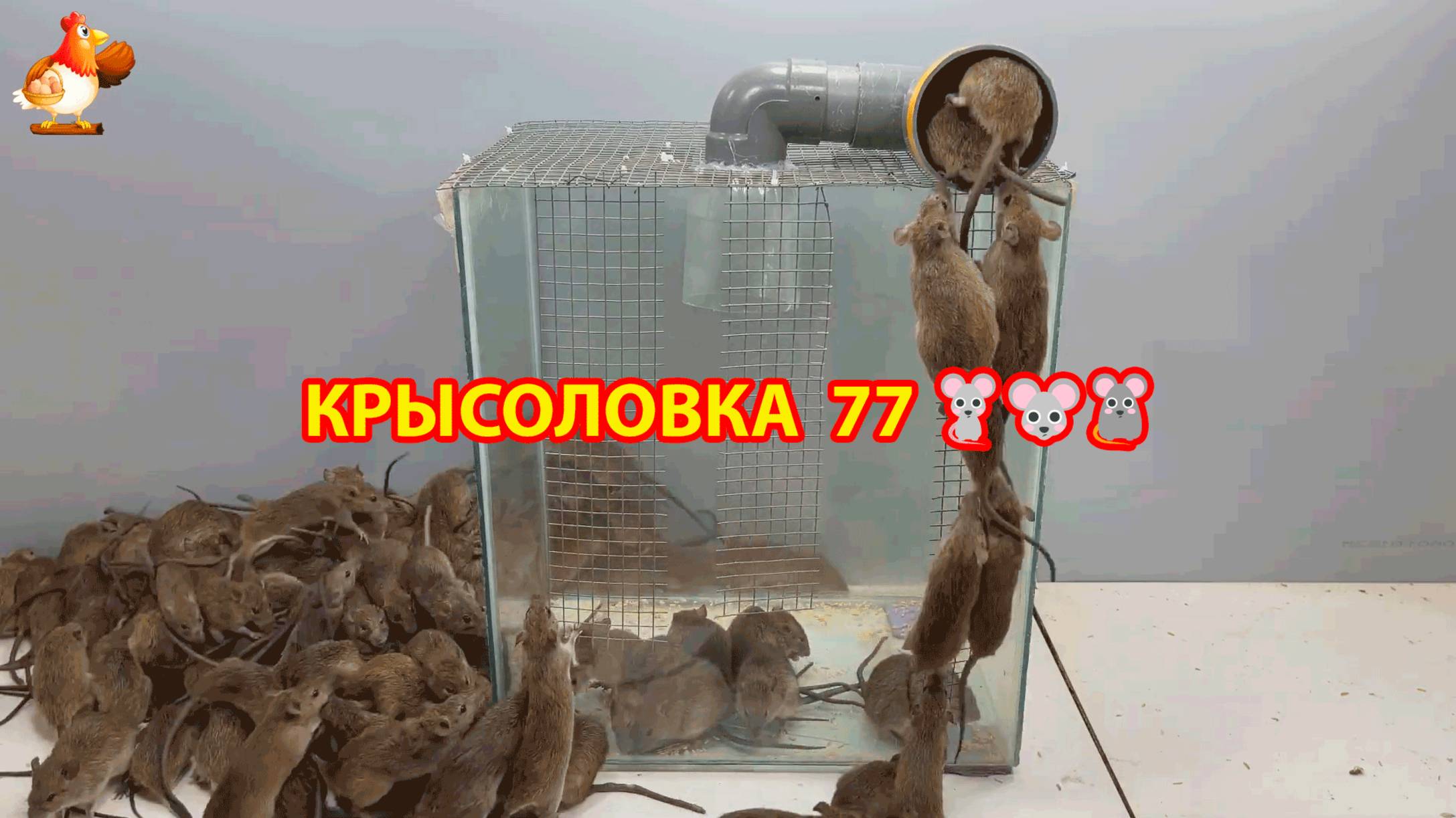 Крысоловка вариант (77) 🐀 Как сделать крысоловку своими руками и поймать кучу крыс 🐀🐁🐀
