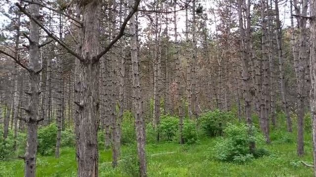 Сосновый бор у горы Кольцо г.Кисловодск