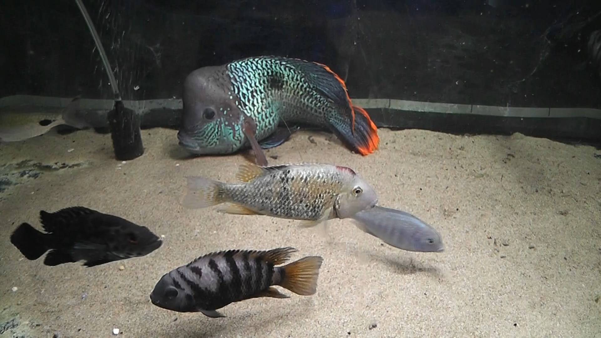 Аквариумные рыбки