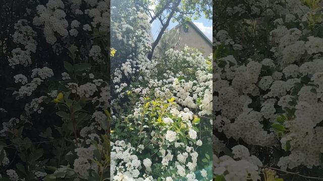 Антрацит