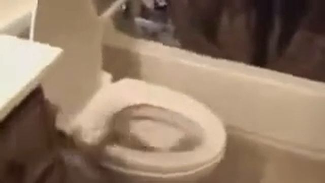 Кошка решила, что она кенгуру = )))