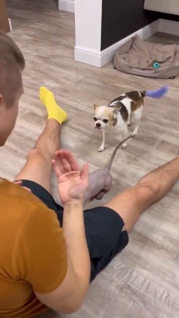 СОБАКА ВЫПОЛНЯЕТ КОМАНДЫ