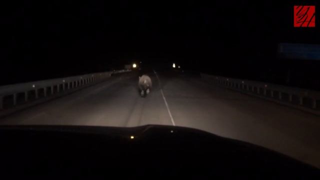 06.07.2017 — Медведь на ночной трассе недалеко от Углегорска
