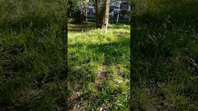 Погода в Санкт-Петербурге в Яблоневом саду