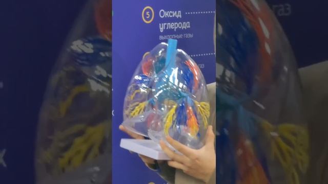 Внутри человека. Интересная экскурсия