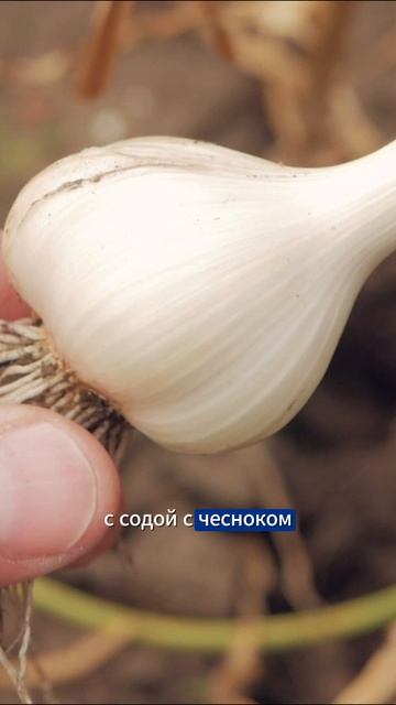 ПРОВЕРЕННОЕ СРЕДСТВО ПРИ БЛЯШКАХ