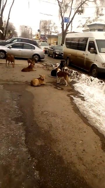 Стая собак в центре Бельц