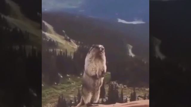 тот самый мем