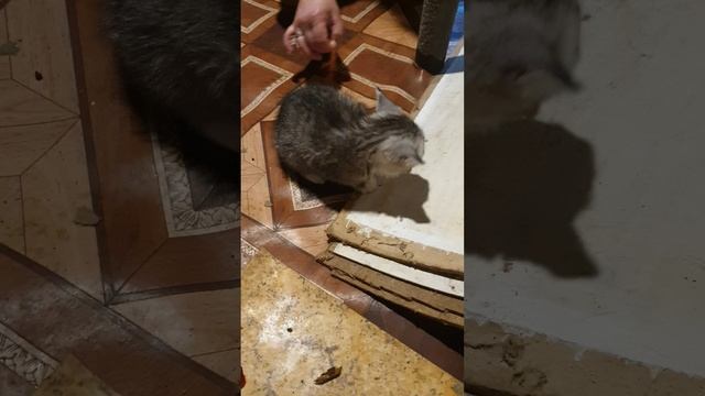 20250516_070029_1.mp4 дай пожрать