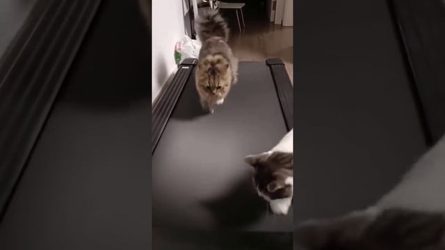 Кот и беговая дорожка