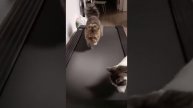 Кот и беговая дорожка