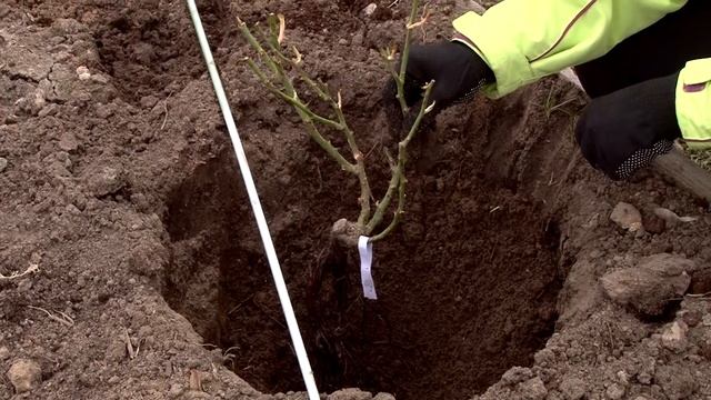 Как правильно сажать розы с открытой корневой системой  весной